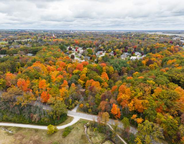 fall foliage and road