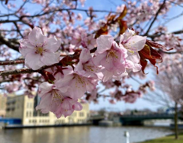 Cherry Blossoms in Manitowoc City Hall lot