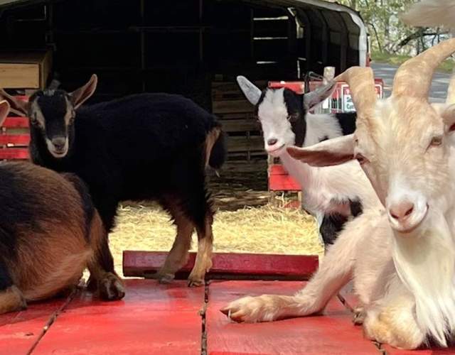Petting Zoo Goats