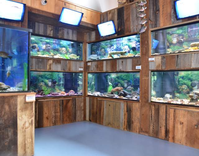 Bryson City Aquarium