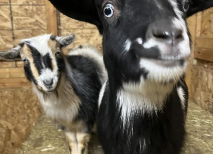 Kaizen Ridge Farm | Victor, NY