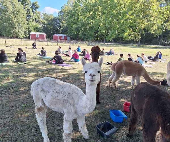 Alpaca Yoga