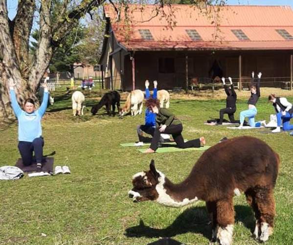 Alpaca Yoga