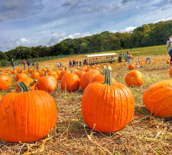 Gaver Farm - Fall Festival