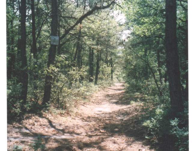Cathedral pines shop mountain bike trail