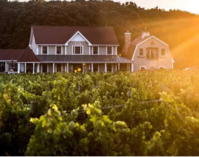 Sannino vineyard 2025