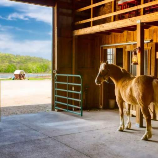 Behind the Scenes Stables Tour