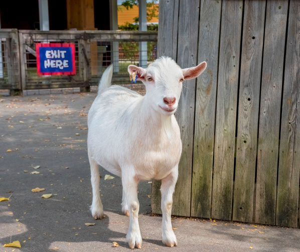 Milwaukee Zoo’s Goats Look Ready to Drop the Hottest Albums of 2025