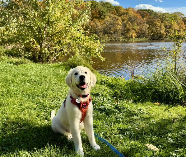 Top Dog‑Friendly Parks to Explore in Milwaukee