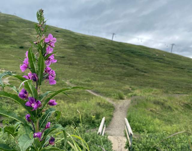 Arctic Valley fireweed