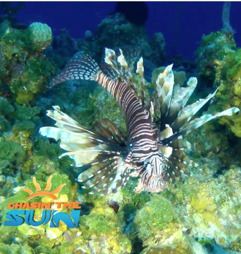 Lionfish in Panama City Beach Florida