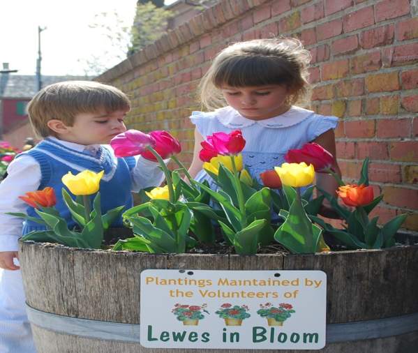 Lewes Tulip Celebration