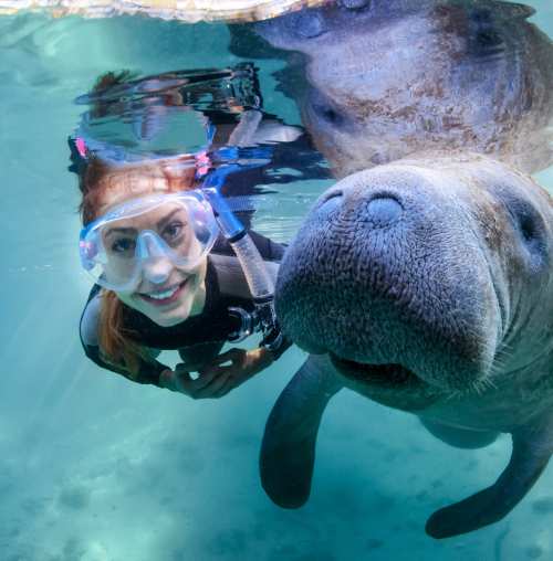Crystal River State Park - Manatees Underwater