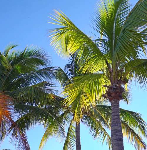 Some beautiful palm trees in Miami