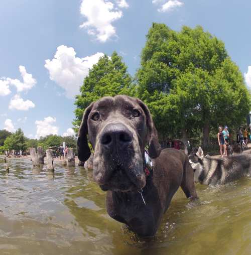 Dogs in the water