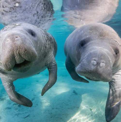 For prime manatee watching, head to Blue Spring State Park or Homosassa Springs Wildlife State Park.