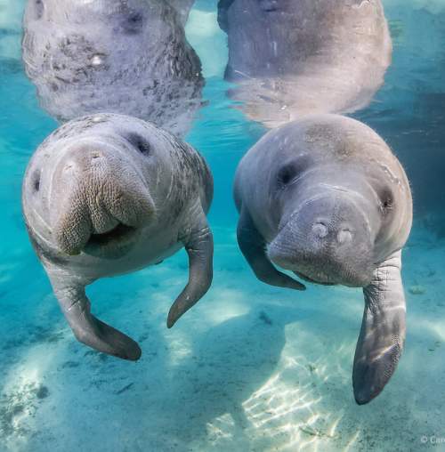 cute manatees, Caption: For prime manatee watching, head to Blue Spring State Park or Homosassa Springs Wildlife State Park.