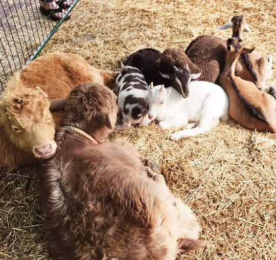 Little Blessings Farm