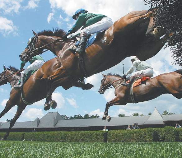 racehorses on the track