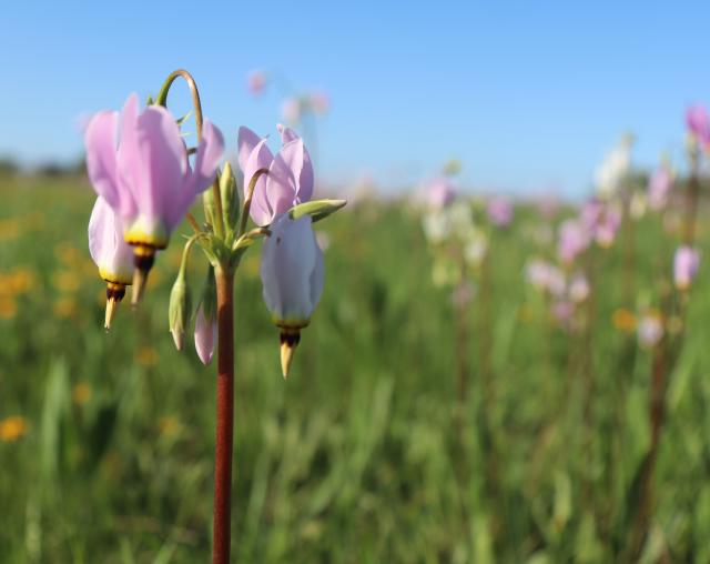Chiwaukee Prairie State Natural Area | Pleasant Prairie, WI