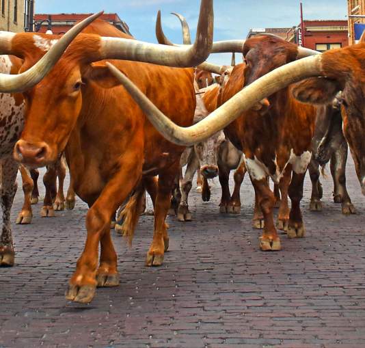 Fort Worth Herd