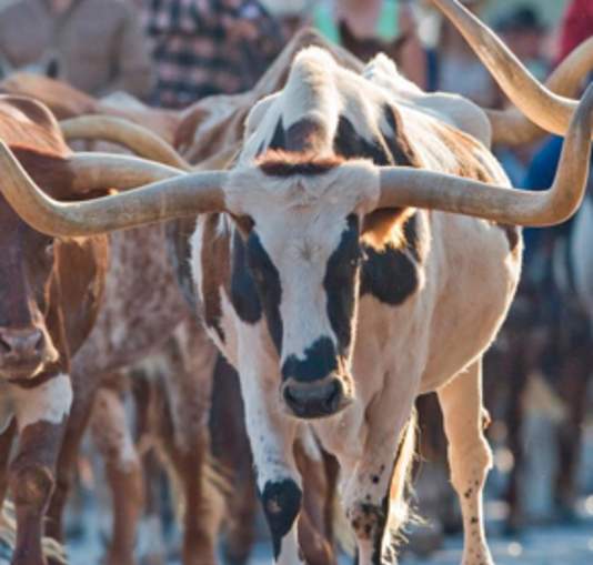 the herd