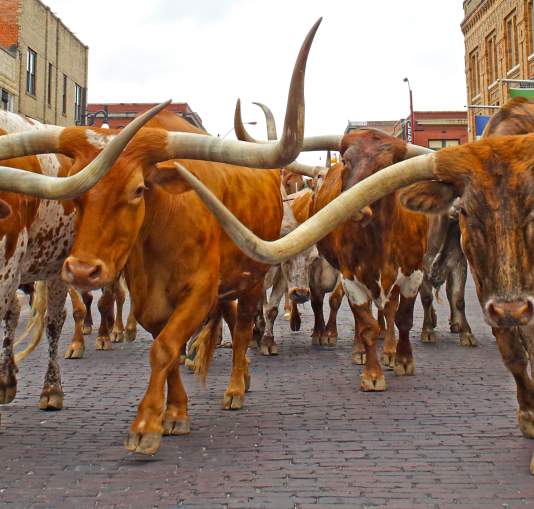 Fort Worth Stockyards