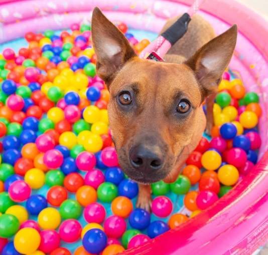 A Cute Dog In A Ball Pit