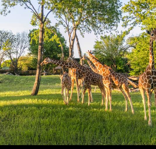 Giraffes at the Fort Worth Zoo