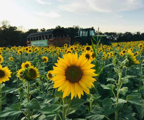 Annual Sunflower Festival