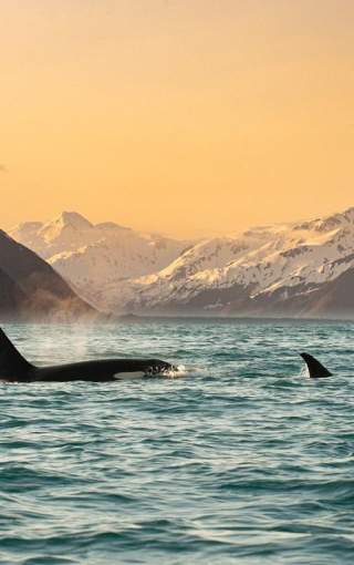Orca pod swimming in rez bay
