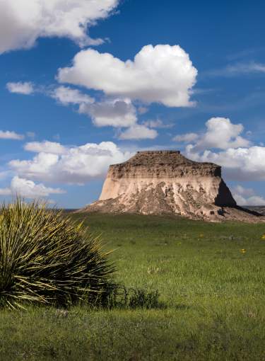 A bush with blue sky with the butte in the background at Pawnee National Grasslands.