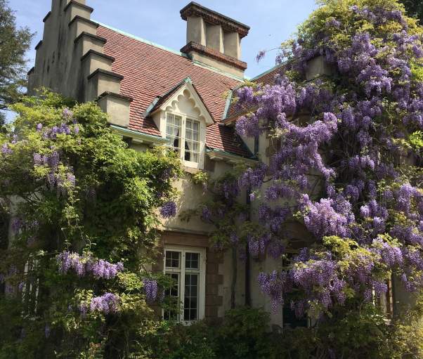 Washington Irving's Sunnyside home with purple wisteria covering the structure.