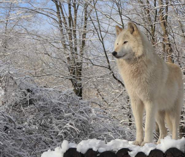 winter snow wolf