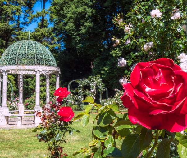 Lyndhurst Rose Garden