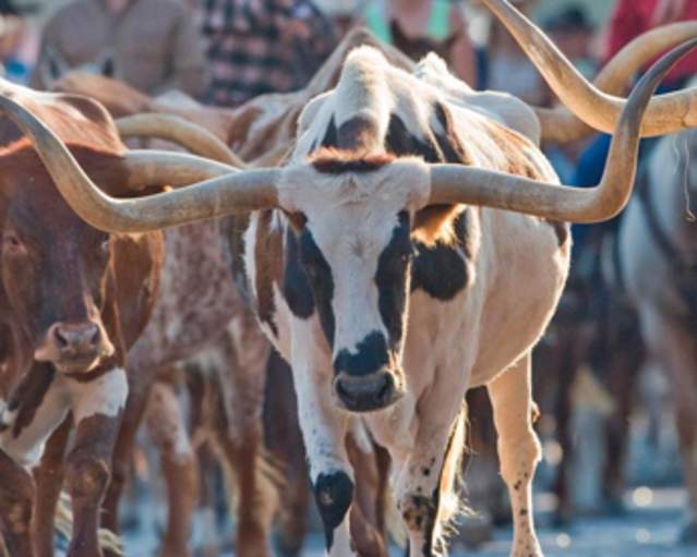 What to Expect at the Fort Worth Cattle Drive