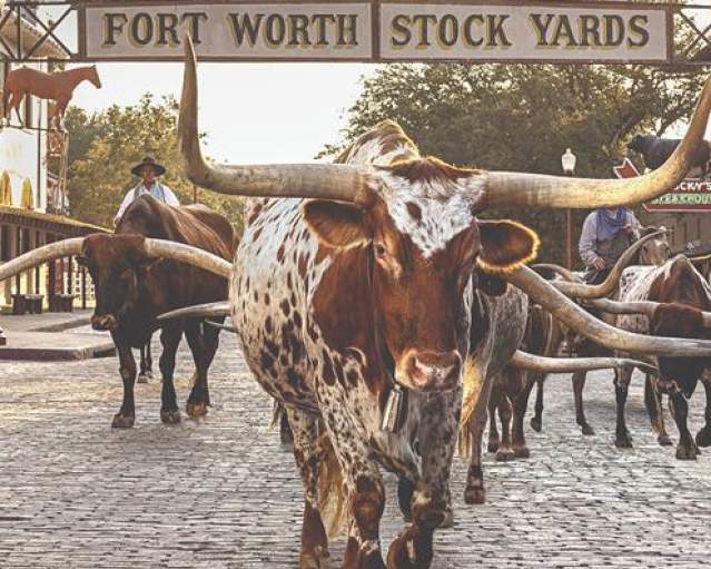 The Herd