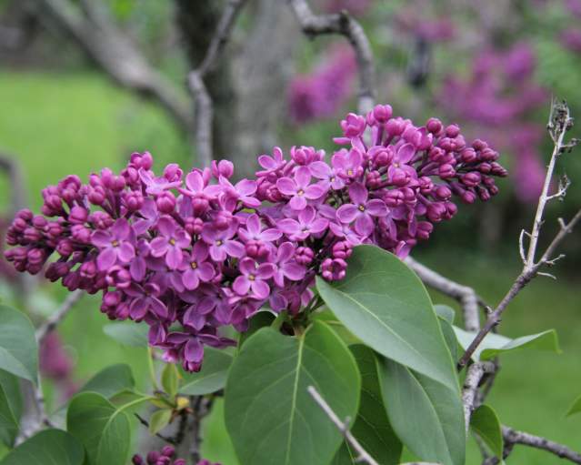 Purple Lilacs at Highland Park in Rochester, NY