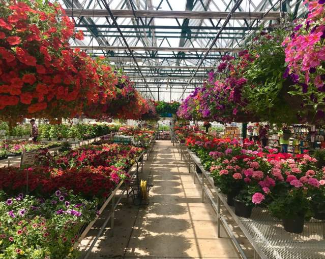 Caan Floral & Greenhouses
