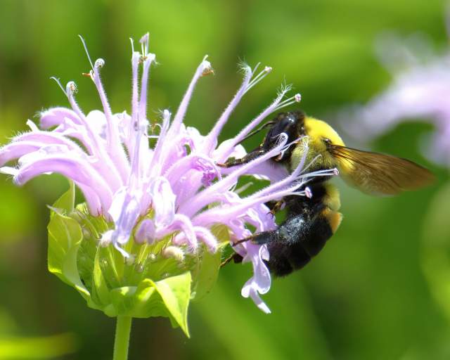 Pollinator at Jay Woods Forest Preserve