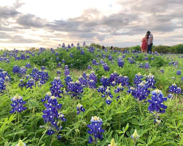Bluebonnet