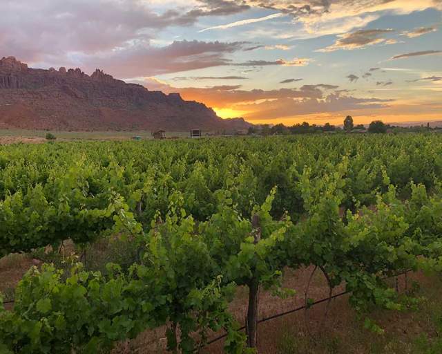 Spanish Valley Vineyards