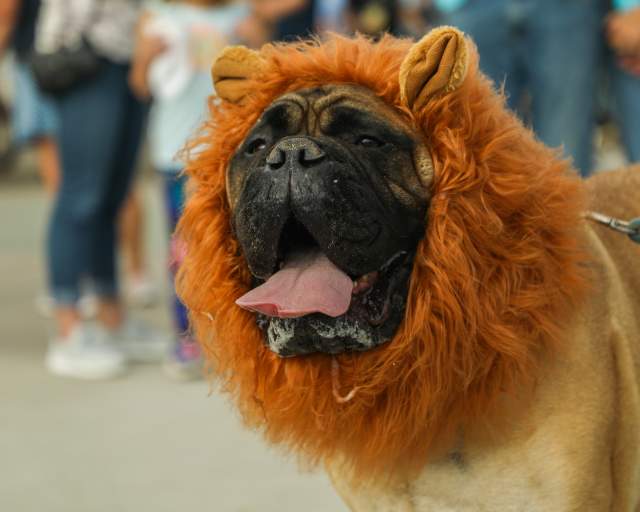 Halloween Pet Parade at Sunfest