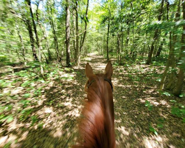 horseback riding