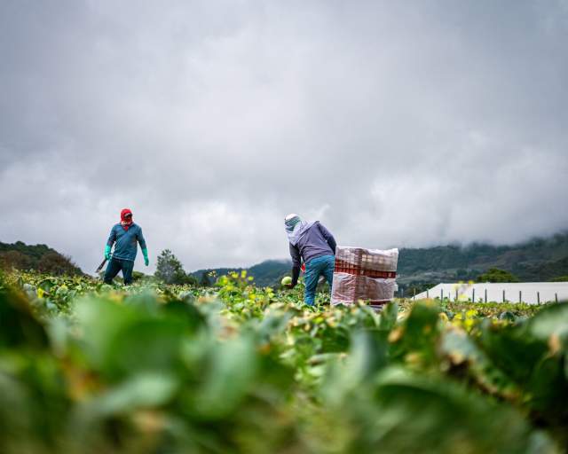 Farmer handling produce in a farming field at  Cerro Punta