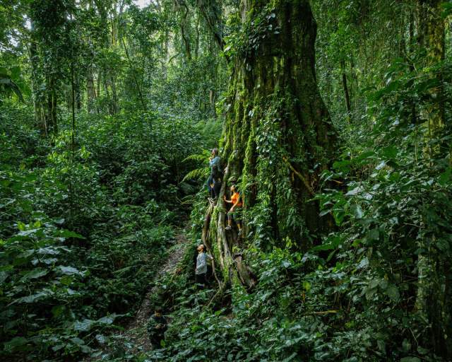 Caminhantes explorando a floresta tropical do Panamá ao lado de uma árvore gigante coberta de vegetação.