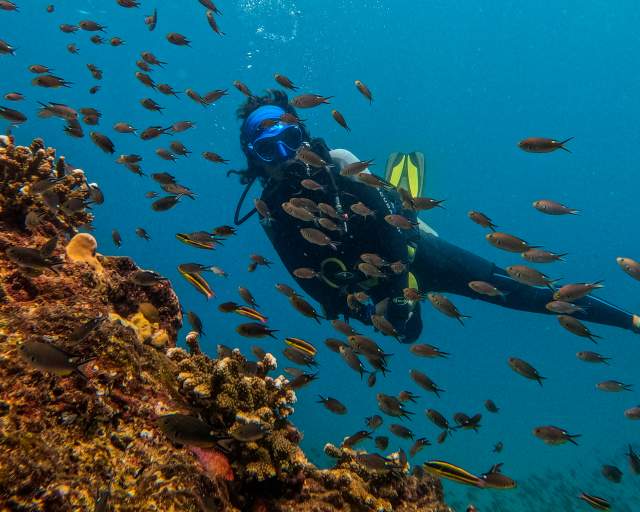 Diving enthusiast in the midst of a fish-filled underwater reef.