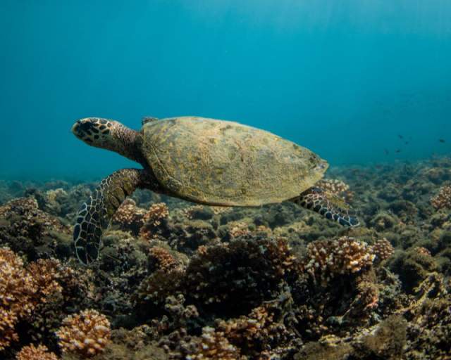 A large sea turtle swims gracefully over a vibrant coral reef