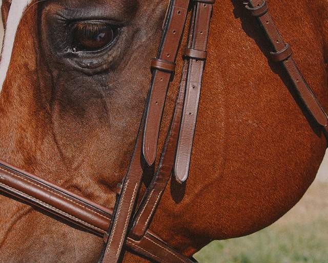 Horseback-Riding-Animal-Nature