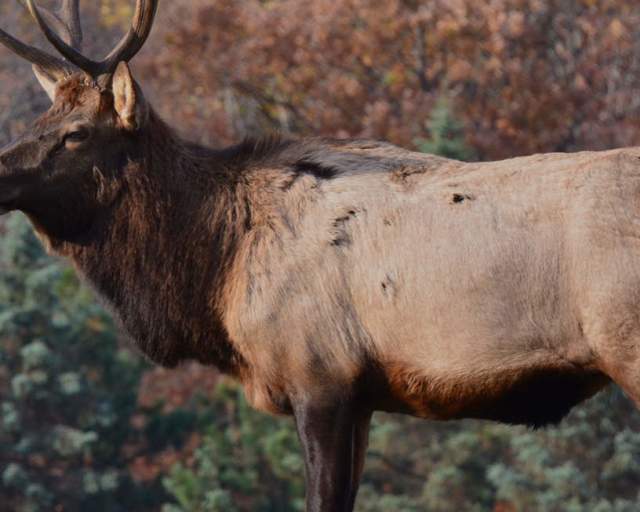Hunting Animal Nature